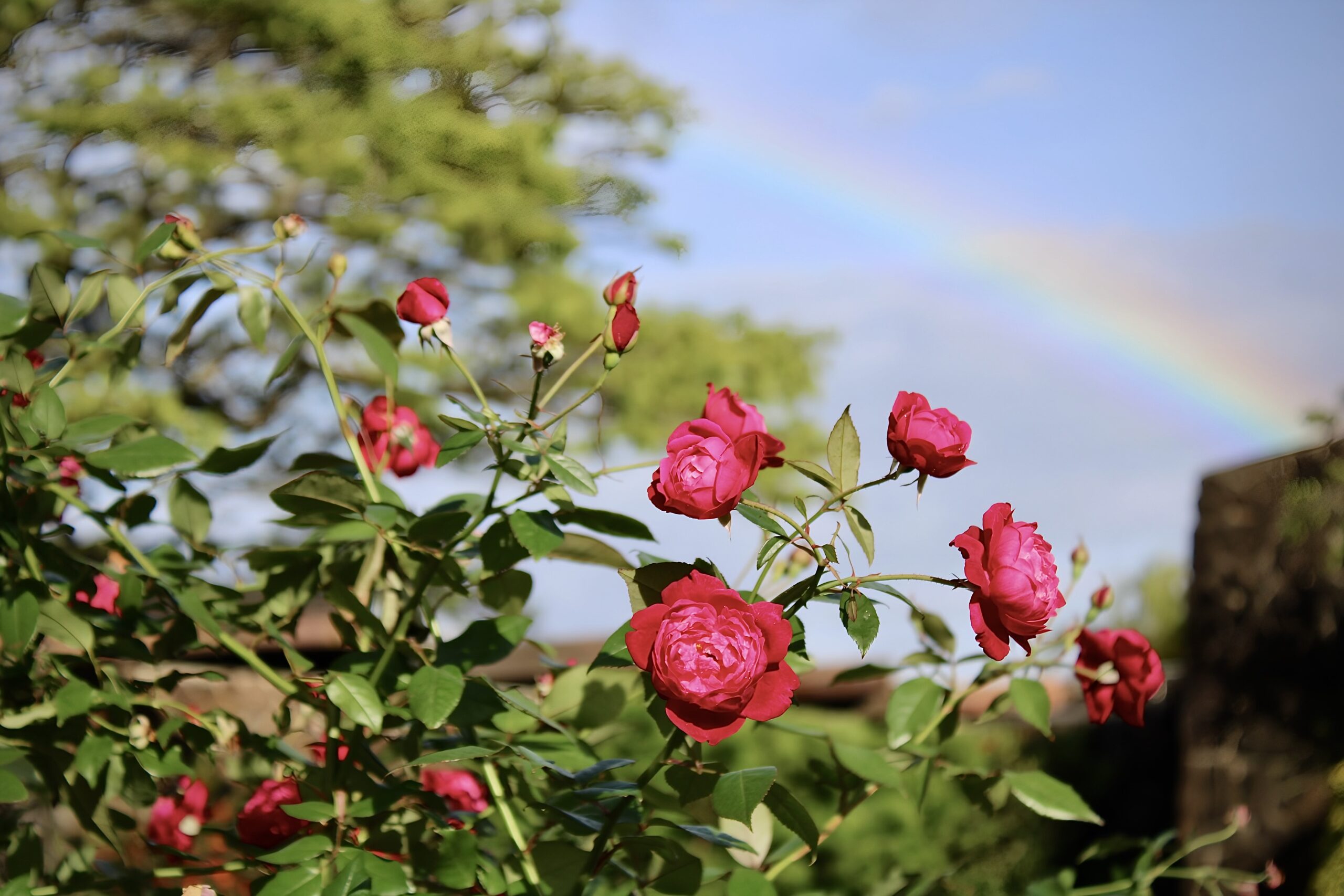 2026 Volunteer Appreciation Day